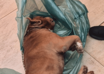 Homem é preso por matar cachorro da própria família em Iracemápolis